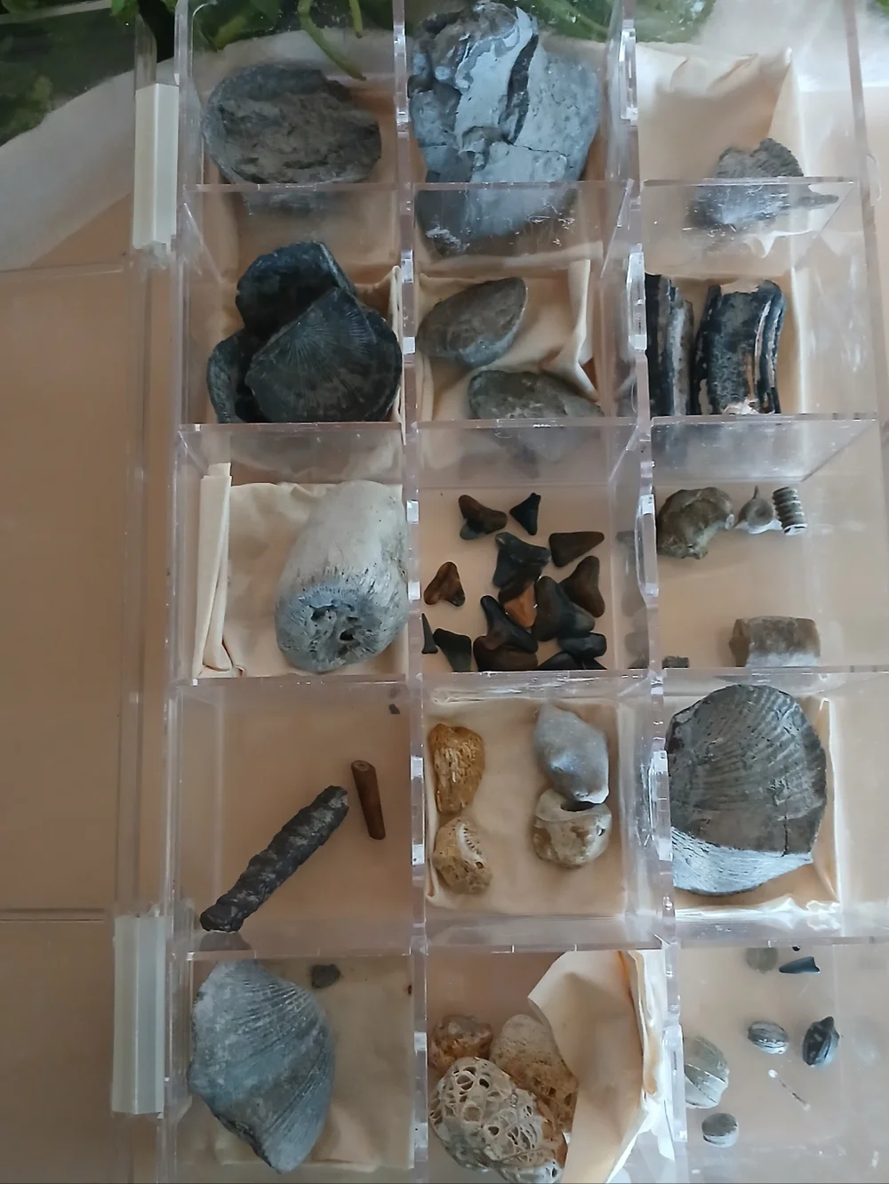 Fossil Collection - Picture 2 of 14